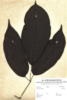 藏品(爪哇橄欖)的圖片